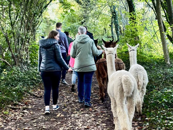 Eine Gruppe von Menschen geht einen Waldweg entlang und führt Lamas mit Leinen. Die Umgebung ist grün und von Bäumen umgeben, während die Personen in lockerer Kleidung und mit unterschiedlichem Geschlecht und Alter dargestellt sind.