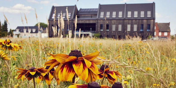 Im Vordergrund blühen leuchtend orangefarbene und gelbe Sonnenblumen auf einem Feld, während im Hintergrund ein modernes Gebäude mit dunklem Holz und großen Fenstern vor einem blauem Himmel steht.