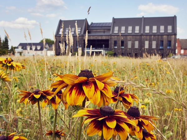 Im Vordergrund blühen leuchtend orangefarbene und gelbe Sonnenblumen auf einem Feld, während im Hintergrund ein modernes Gebäude mit dunklem Holz und großen Fenstern vor einem blauem Himmel steht.