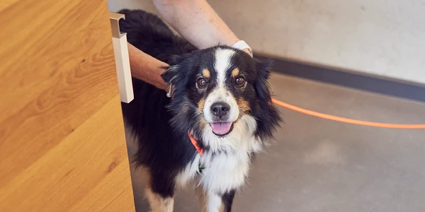 Ein Hund mit schwarz-weißer Fellzeichnung steht an einer Wand. Er schaut freundlich und fröhlich in die Kamera, während ein Mensch ihn hält.