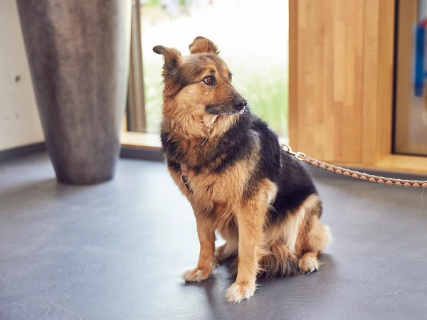 Ein mittelgroßer, braun-schwarzer Hund sitzt auf einem grauen Boden in einem hellen Raum mit großen Fenstern. Der Hund trägt ein Halsband und schaut nachdenklich in die Ferne.