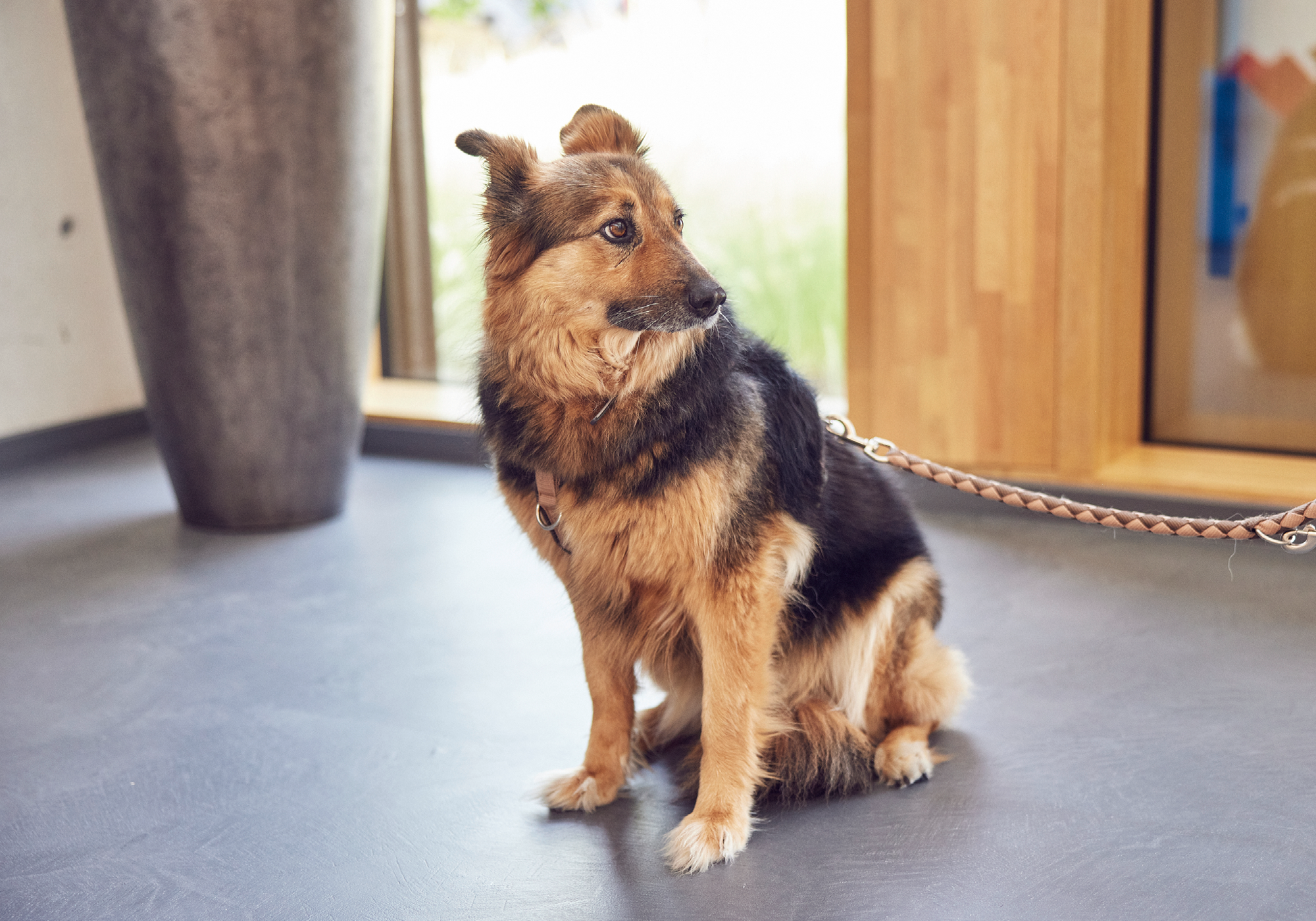 Ein mittelgroßer, braun-schwarzer Hund sitzt auf einem grauen Boden in einem hellen Raum mit großen Fenstern. Der Hund trägt ein Halsband und schaut nachdenklich in die Ferne.